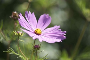 paarse bloem voor rust en ruimte in je hoofd